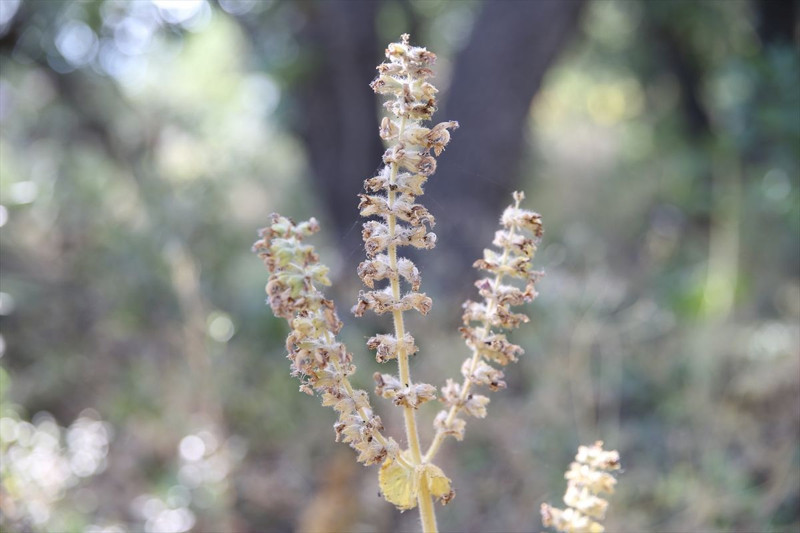 Siirt'te mezarlıkta ortaya çıktı! Koparan yandı: 557 bin TL cezası, köylüler nöbete geçti - Resim: 5