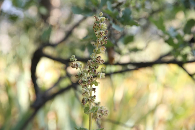 Siirt'te mezarlıkta ortaya çıktı! Koparan yandı: 557 bin TL cezası, köylüler nöbete geçti - Resim: 7