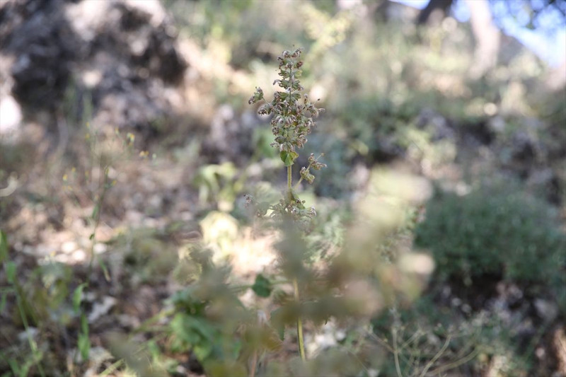 Siirt'te mezarlıkta ortaya çıktı! Koparan yandı: 557 bin TL cezası, köylüler nöbete geçti - Resim: 8