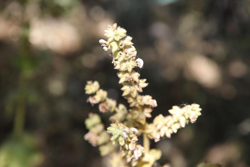 Siirt'te mezarlıkta ortaya çıktı! Koparan yandı: 557 bin TL cezası, köylüler nöbete geçti - Resim: 9