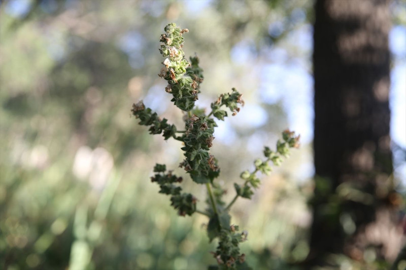 Siirt'te mezarlıkta ortaya çıktı! Koparan yandı: 557 bin TL cezası, köylüler nöbete geçti - Resim: 14