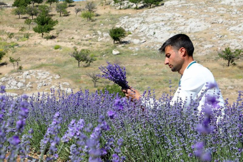 Malatya’da genç çiftçi lavanta üretimiyle kırsal kalkınmaya katkı sağlıyor - Resim: 3