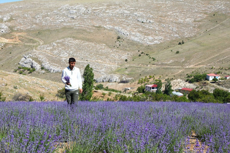 Malatya’da genç çiftçi lavanta üretimiyle kırsal kalkınmaya katkı sağlıyor - Resim: 5