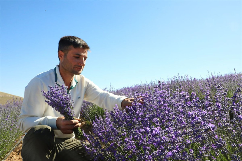 Malatya’da genç çiftçi lavanta üretimiyle kırsal kalkınmaya katkı sağlıyor - Resim: 6