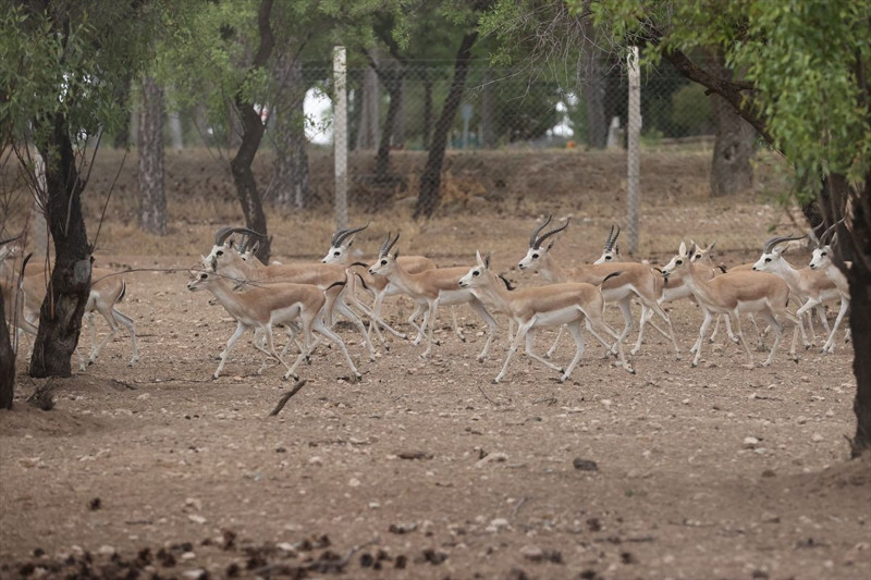 Malatya Arapgir’de coğrafi tescilli mor reyhan 100 tona yakın rekolteyle ilçe ekonomisine katkı sağlıyor - Resim: 1