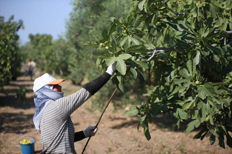 Aydın’da sabah ezanında başlayan incir mesaisi: Rekoltede düşüş, kalitede umut var - Resim: 1