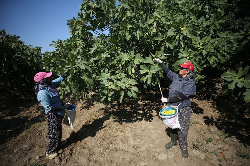 Aydın’da sabah ezanında başlayan incir mesaisi: Rekoltede düşüş, kalitede umut var - Resim: 3
