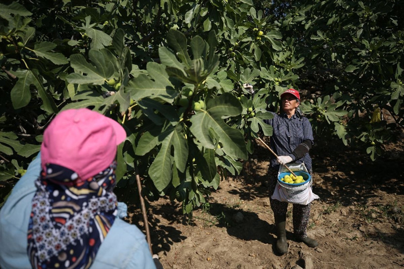 Aydın’da sabah ezanında başlayan incir mesaisi: Rekoltede düşüş, kalitede umut var - Resim: 4