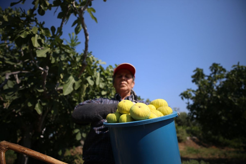Aydın’da sabah ezanında başlayan incir mesaisi: Rekoltede düşüş, kalitede umut var - Resim: 5