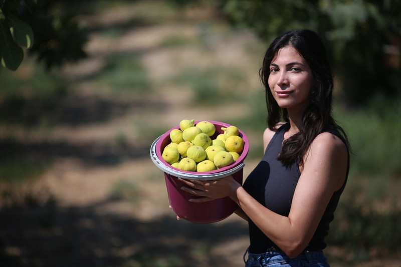 Aydın’da sabah ezanında başlayan incir mesaisi: Rekoltede düşüş, kalitede umut var - Resim: 7