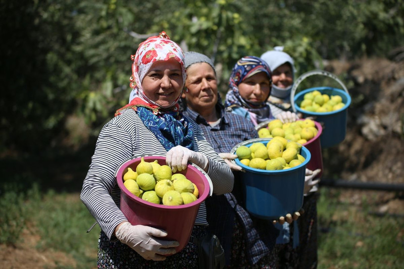 Aydın’da sabah ezanında başlayan incir mesaisi: Rekoltede düşüş, kalitede umut var - Resim: 9