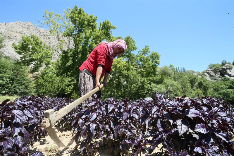 Malatya Arapgir’de coğrafi tescilli mor reyhan 100 tona yakın rekolteyle ilçe ekonomisine katkı sağlıyor - Resim: 4