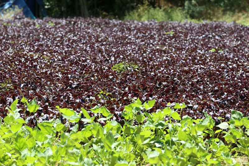 Malatya Arapgir’de coğrafi tescilli mor reyhan 100 tona yakın rekolteyle ilçe ekonomisine katkı sağlıyor - Resim: 5