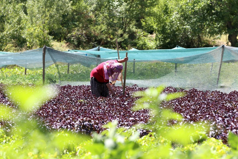Malatya Arapgir’de coğrafi tescilli mor reyhan 100 tona yakın rekolteyle ilçe ekonomisine katkı sağlıyor - Resim: 6