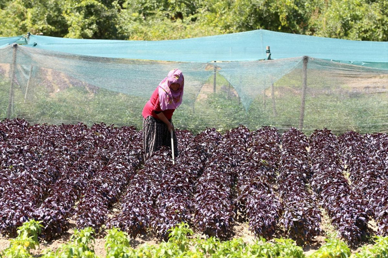 Malatya Arapgir’de coğrafi tescilli mor reyhan 100 tona yakın rekolteyle ilçe ekonomisine katkı sağlıyor - Resim: 7