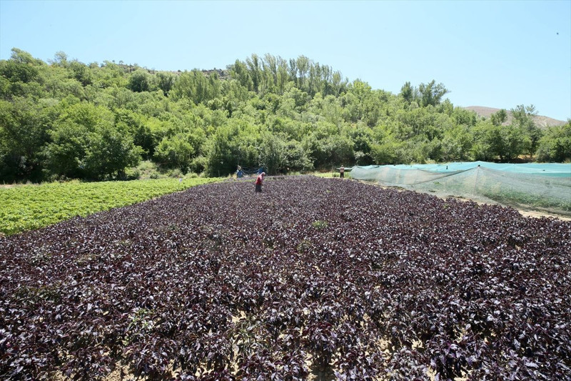 Malatya Arapgir’de coğrafi tescilli mor reyhan 100 tona yakın rekolteyle ilçe ekonomisine katkı sağlıyor - Resim: 8