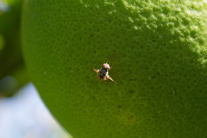 Bayburt’ta görünmeyen düşmanla mücadele başladı, üç noktada tuzaklar yerleştirildi - Resim: 4