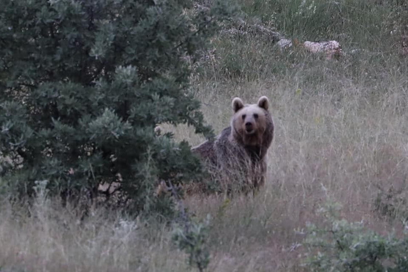 Aynı gün iki ayrı noktada görüldüler, biri yavrularıyla görüntülendi - Resim: 2