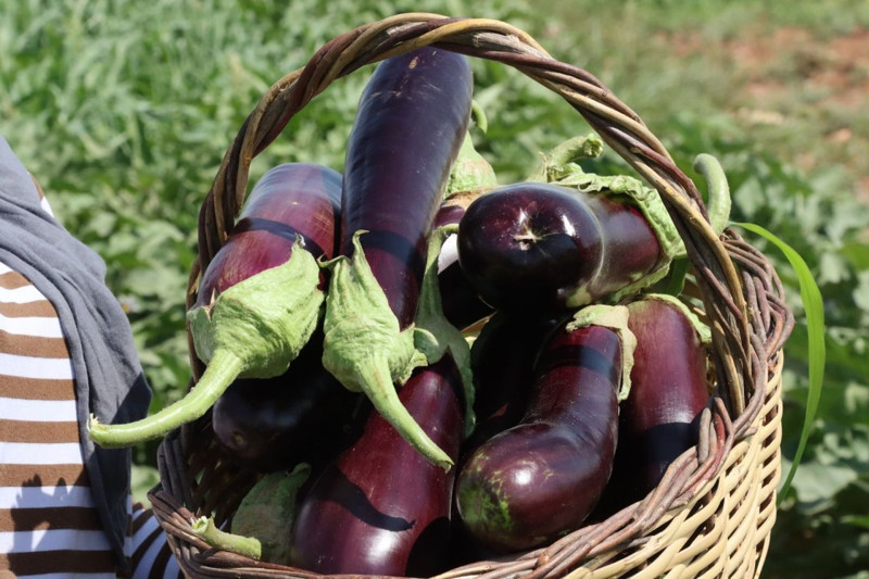 Şanlıurfa'da ata tohumlarıyla üretilen yerel sebzelerin hasadı tamamlandı - Resim: 7