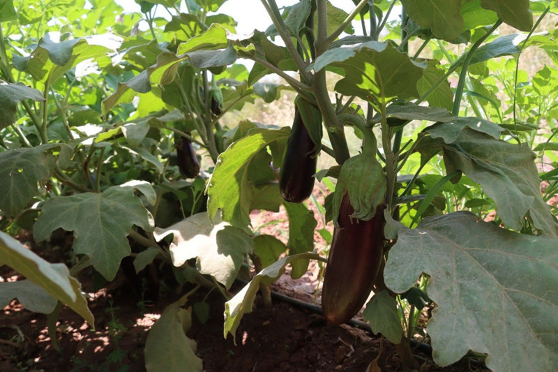 Şanlıurfa'da ata tohumlarıyla üretilen yerel sebzelerin hasadı tamamlandı - Resim: 4