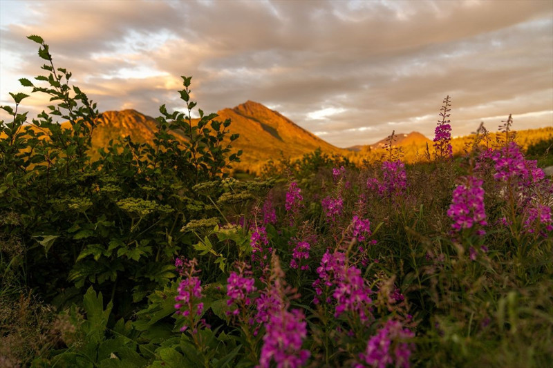 Alaska’da yazın sonunu müjdeleyen çiçek açtı, doğa mora boyandı - Resim: 1