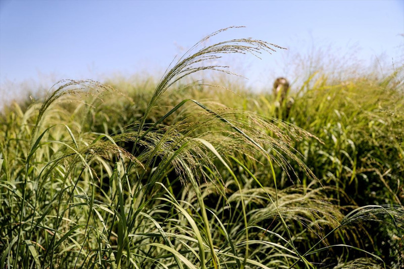 Konya’da silajlık mısıra alternatif dallı darı su tüketimini 4 kat azaltıyor - Resim: 1