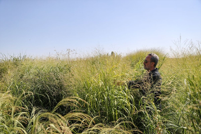 Konya’da silajlık mısıra alternatif dallı darı su tüketimini 4 kat azaltıyor - Resim: 3