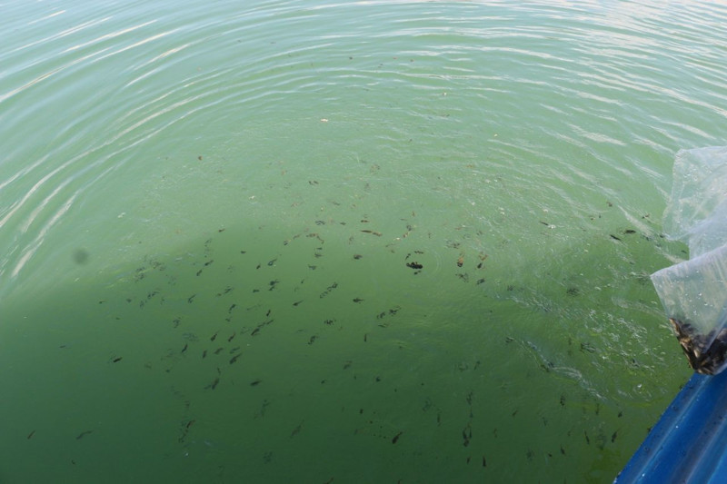 Erzincan’daki baraj gölünde 200 bin yavru aynı anda suya salındı, saniyeler içinde farklı yönlere dağıldı - Resim: 1