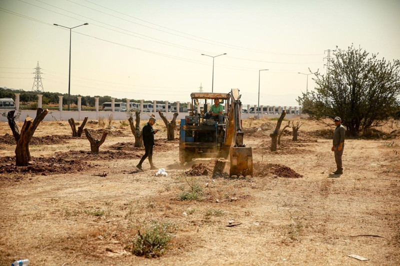 Aydın Adnan Menderes Üniversitesi’nde Nysa Antik Kenti’nden getirilen tarihi zeytin ağaçları yeni yerine dikildi - Resim: 5