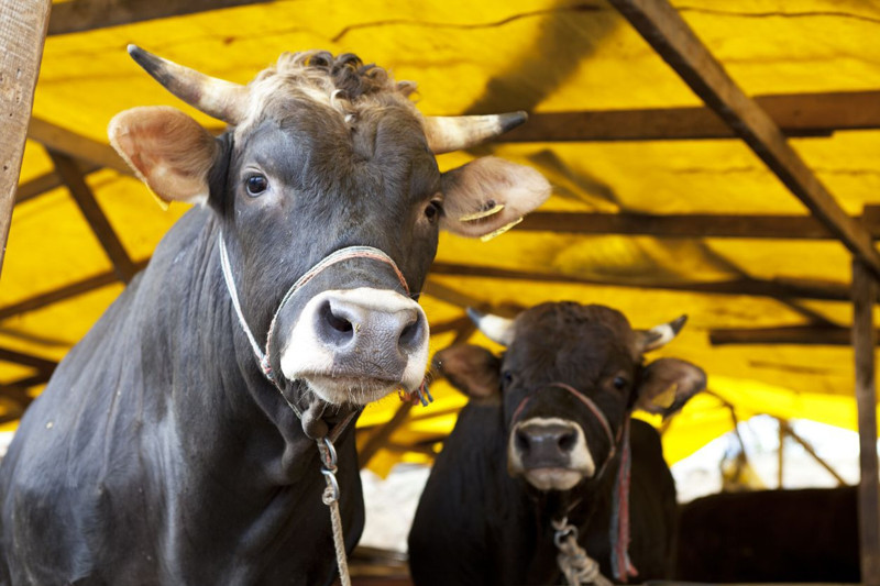Elazığ’ın Karakoçan ilçesinde büyükbaş hayvanlara yönelik aşılama ve sağlık taraması gerçekleştirildi - Resim: 3