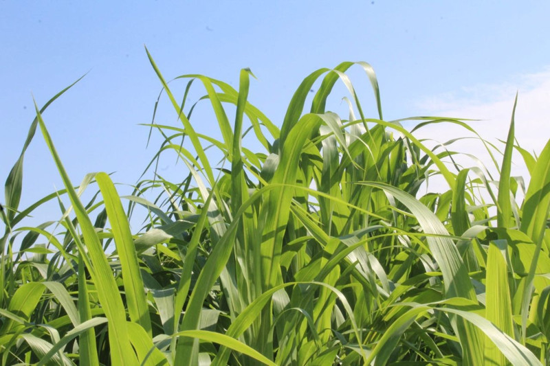 Tokat’ta sorgum-sudan otu yüksek verimiyle çiftçiye kazandırıyor, hayvancılığın kaba yem ihtiyacını karşılıyor - Resim: 2