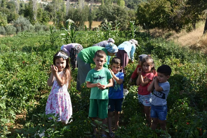 Aydın’ın Bozdoğan ilçesinde TAKE Projesi kapsamında dağıtılan 60 bin turşuluk biber fidesi hasat edildi - Resim: 1