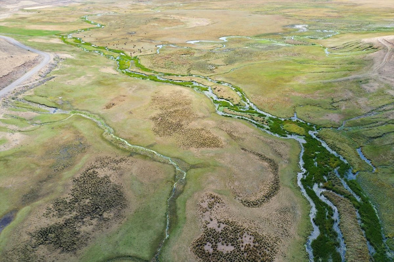 Aras Dağları’nın 2 bin 200 rakımlı sulak alanında 35 farklı tür tespit edildi, nesli tehlikedeki canlılar dikkat çekti - Resim: 2