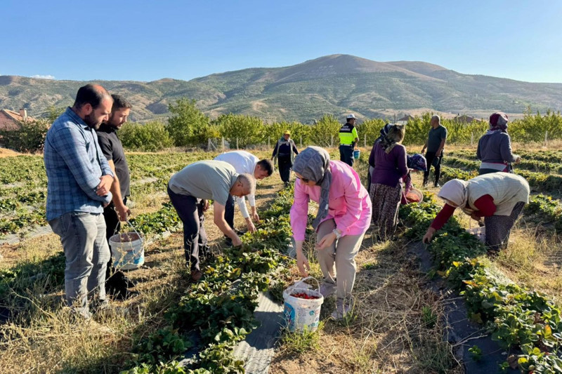 Bayağıl Köyü’nde çilek hasadı bereketli geçti, üretim ekonomiye katkı sağlıyor - Resim: 4