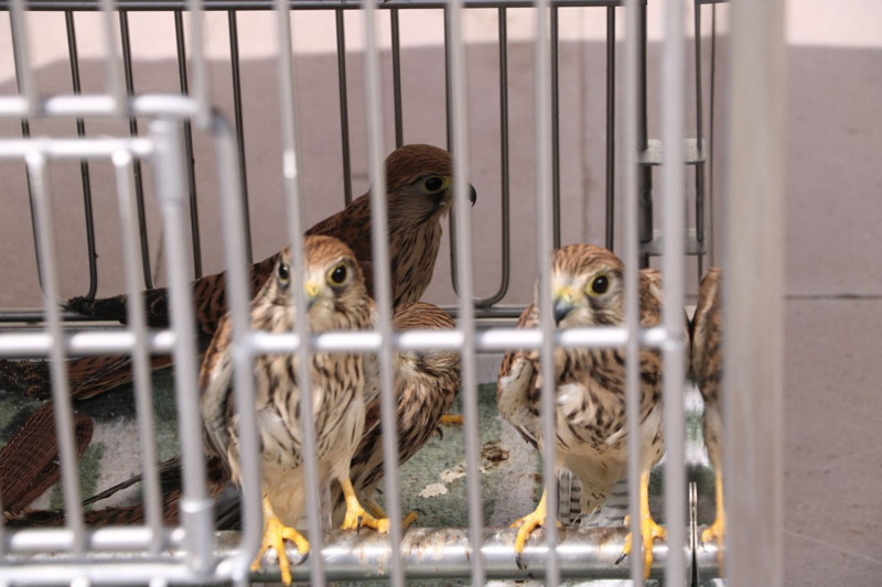 Afyon'da rehabilitasyon merkezinde tedavisi tamamlanan toplam 27 hayvan tekrar doğaya salındı - Resim: 2