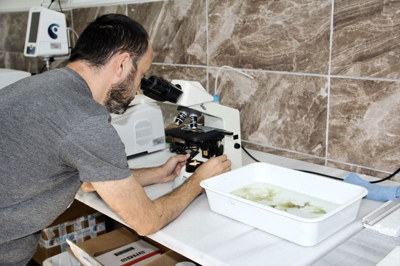 Karadeniz’de büyük temizlik! Sinop’ta denizden toplanan yosunlar değerlendiriliyor - Resim: 2