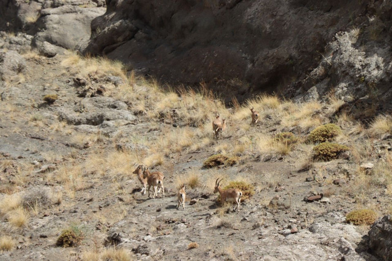 Erzurum’da onlarcasını bir arada gördü! Tüm sürüyü saniye saniye kaydetti - Resim: 4