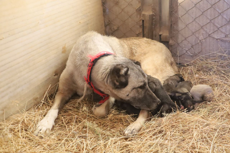 Sivas’ta görülmemiş dostluk! Bir yılda geçse aynı bağ devam ediyor - Resim: 5