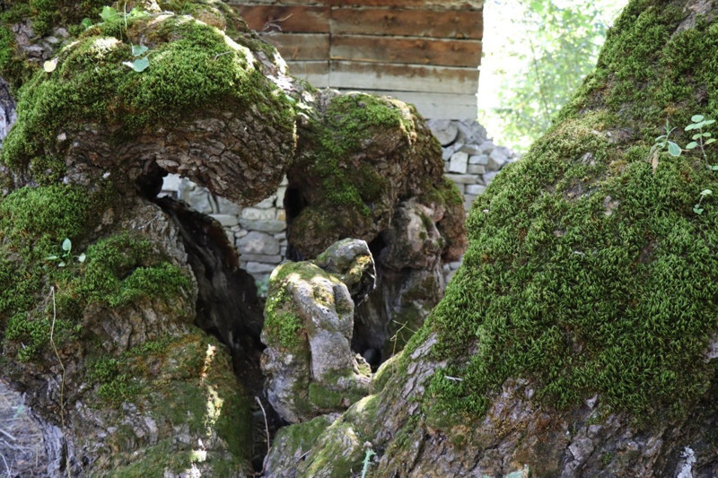 Yüzyıllara direnen dut ağacının gövdesinde belirdi! O figürü görenler dönüp bir daha bakıyor - Resim: 4