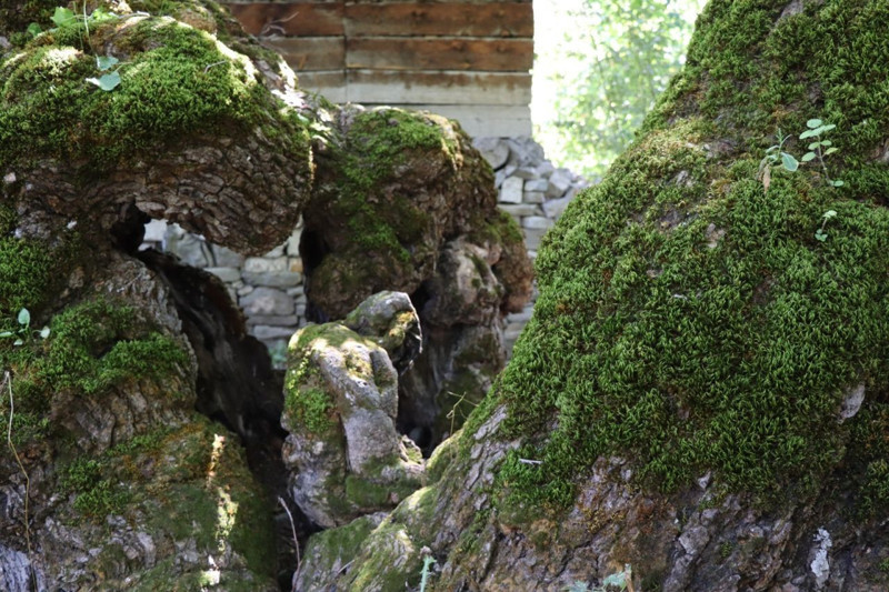 Yüzyıllara direnen dut ağacının gövdesinde belirdi! O figürü görenler dönüp bir daha bakıyor - Resim: 3