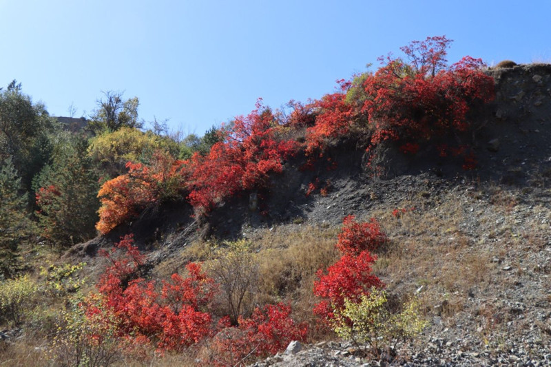 Erzurum’da kaplaç ağaçları bu yıl kırmızıya döndü! Sonbahar manzarası büyüledi - Resim: 3