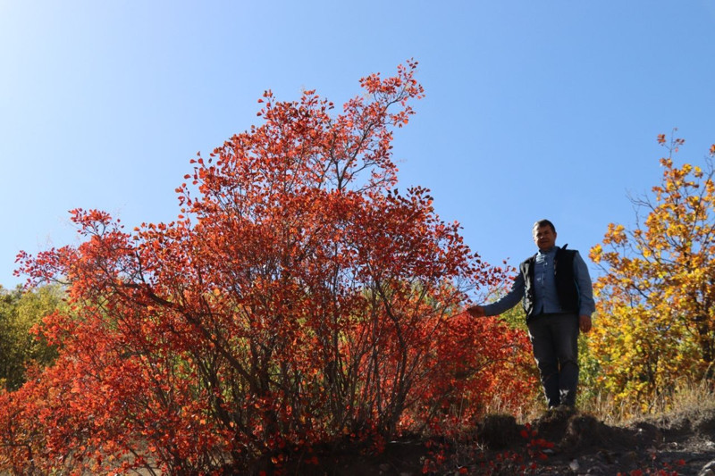 Erzurum’da kaplaç ağaçları bu yıl kırmızıya döndü! Sonbahar manzarası büyüledi - Resim: 2