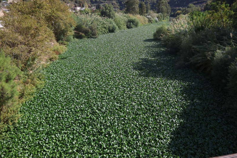 Hatay’da Asi Nehri'ni istila etti! yeşil manzara görenleri şaşkına çevirdi - Resim: 3