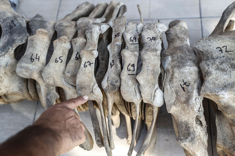 Mersin’de 14 metrelik devin iskeleti ortaya çıkarıldı! Eşsiz kalıntı sergileneceği günü bekliyor - Resim: 5