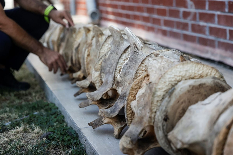 Mersin’de 14 metrelik devin iskeleti ortaya çıkarıldı! Eşsiz kalıntı sergileneceği günü bekliyor - Resim: 7