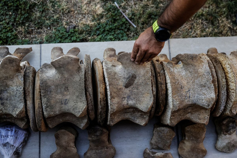Mersin’de 14 metrelik devin iskeleti ortaya çıkarıldı! Eşsiz kalıntı sergileneceği günü bekliyor - Resim: 8