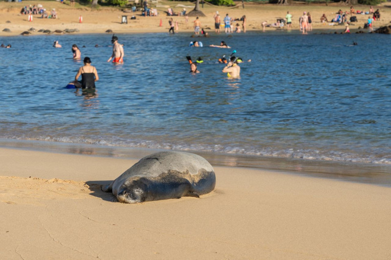Dünyada sayıları 1000’i bulmayan koruma altındaki tür Bodrum’da dehşete düşürdü! Yardım gelmeden acı içinde telef oldu - Resim: 1