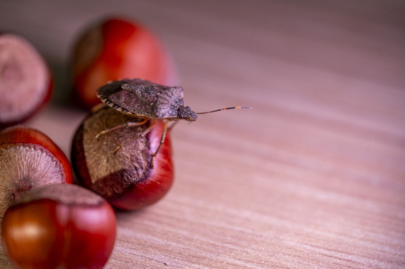 Karadeniz’de hızla yayılan istilacı tehlike pik noktasında! Uzmandan çarpıcı açıklama: “Yok etme şansımız yok” - Resim: 8