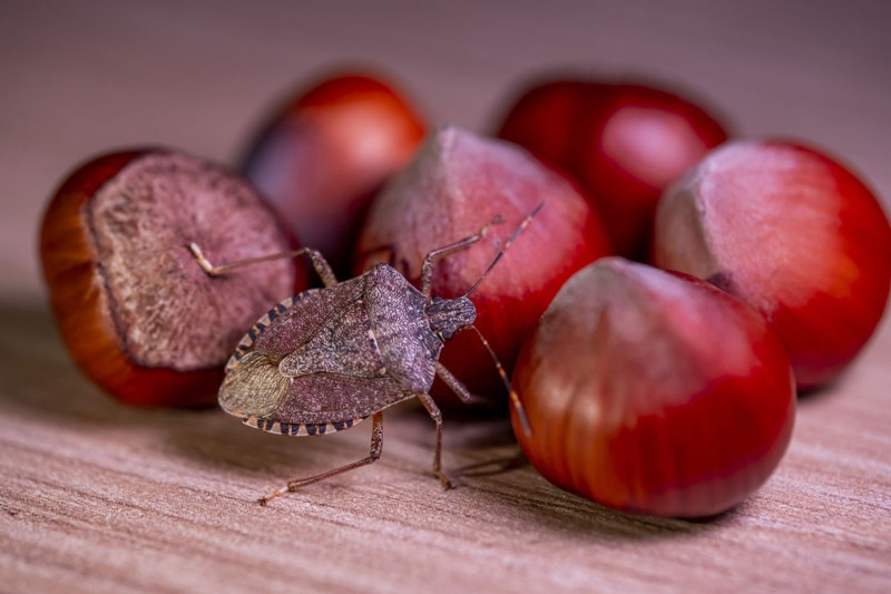 Karadeniz’de hızla yayılan istilacı tehlike pik noktasında! Uzmandan çarpıcı açıklama: “Yok etme şansımız yok” - Resim: 9