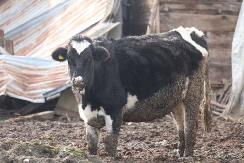 O ilde şap paniği! 18 köy ve 4 mahalle karantinaya alındı - Resim: 1